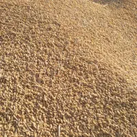 گندم بذری دست اول هشترود