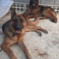 سگ ژرمن اصل