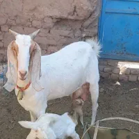 بز پاکستانی شکم دوم با بزغاله ماده گلابی|حیوانات مزرعه|کاشمر, |دیوار