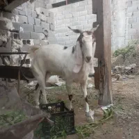 بزه|حیوانات مزرعه|بندر دیر, |دیوار