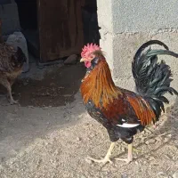 دو خروس چهل تاج خوش رنگ و زیبا