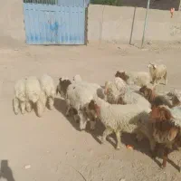 بره نر وماده|حیوانات مزرعه|اهواز, منازل کارون|دیوار
