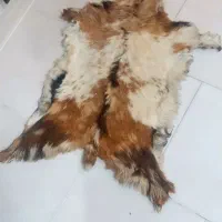 پوست بز کوهی عطیقه