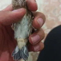 جوجه سهره قناری|پرنده|ایلام, |دیوار