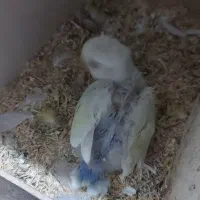 جفت گرینچیک و کوتوله مولد|پرنده|چابهار, |دیوار