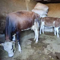 فروش یک راس گاو گوساله سیمینتال درجه یک|حیوانات مزرعه|پلدختر, |دیوار