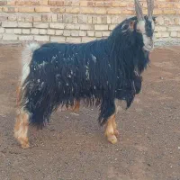 بزغاله دوبری