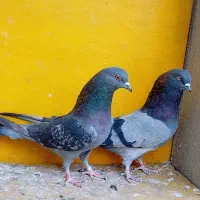 کبوتر پرشی غریب|پرنده|کوهدشت, |دیوار