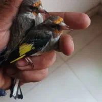 سهره نر و ماده