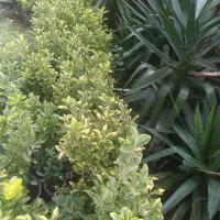 پالم شمشادباباادم|گل و گیاه طبیعی|املش, |دیوار