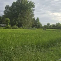 کدپیروزی/۵۵ هزارمترشالیزارسنتی و باغی برآسفالت