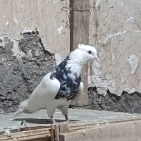 سوسنگرد|پرنده|سوسنگرد, |دیوار