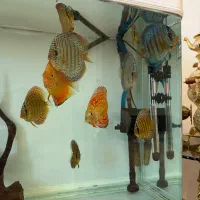 دیسکس|ماهی|تهران, خاک سفید|دیوار