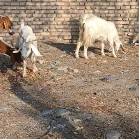 بز پاکستانی دورگ .پرشیر.جوان آبستن .4راس|حیوانات مزرعه|بافت, |دیوار