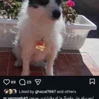 سگ اشپیتز تریر به رنگ سفید و مشکی گمشده