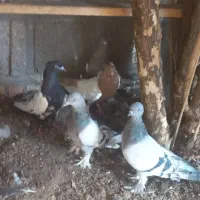 کفتر|پرنده|شیراز, شهرک صنعتی شیراز|دیوار