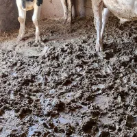 گوساله پروار|حیوانات مزرعه|جلگه رخ, |دیوار