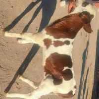 گوساله سیمنتال نر پنج روزه|حیوانات مزرعه|اهر, |دیوار