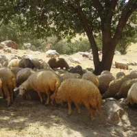 گله میش سالم و جوان برای داشت