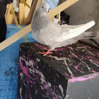کفتر سوسنی و سینه سوسنی