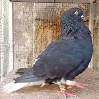 ندم سفید ۱۷دم|پرنده|بوئین زهرا, |دیوار