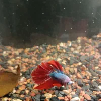 ماهی فایتر نر نژاد هافمون|ماهی|فردیس, نگارستان|دیوار