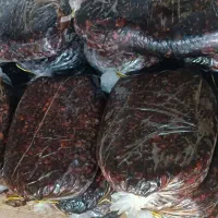 فروش خرمای مرداسنگ درجه یک پر شیره هشتبندی|خوردنی و آشامیدنی|میناب, |دیوار