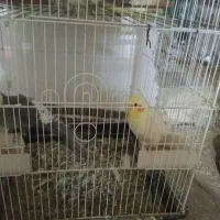 عروس هلندی|پرنده|داراب, |دیوار