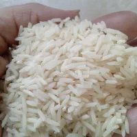 برنج خوشپخت ومحلی طارم ۱۹۵نیمدانه۱۶۰