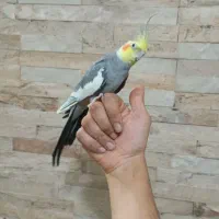 عروس هلندی نر مست دستی|پرنده|اسلام‌شهر, شهرک سالور|دیوار