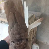 کفتر سینه|پرنده|شیراز, کوشک میدان|دیوار