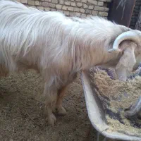 دام (بز و دبر )|حیوانات مزرعه|مزایجان, |دیوار