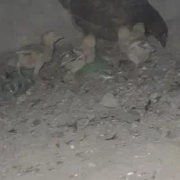 سه عدد ماده مرغ دشتی با جوجه ها معاوضه هم دارم