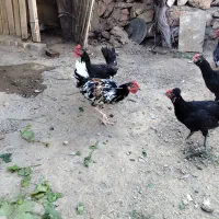 خروس گلین