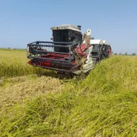 برنج چلتوک هاشمی