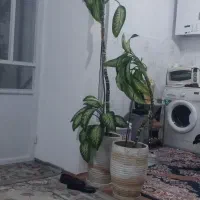 گل دیفن ۲عدد گلدان بزرگ یکش یکونیم متر یکش هم یک م