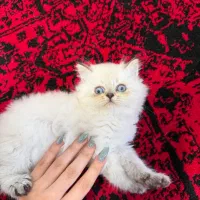 بریتیش نر لانگ هیر