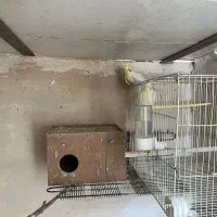 عروس هلندی لوتینو بالغ|پرنده|قائن, |دیوار