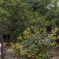 رهن کامل تکواحدی دربست ویلایی۴۰۰متری در سروینه باغ|اجارهٔ خانه و ویلا|ساری, |دیوار