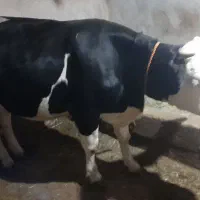 گاو شکم اول|حیوانات مزرعه|صومای برادوست, |دیوار