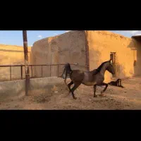 فروش یک راس مادیون کرد از سیروان با مدارک|اسب و تجهیزات اسبسواری|جوادآباد, |دیوار