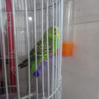 چهار عدد مرغ عشق|پرنده|چهاردانگه (تهران), |دیوار