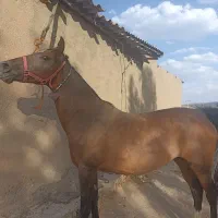 فروش مادیان عرب کرد