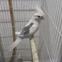 دوکت البینیو مهر