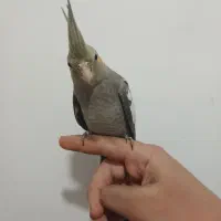 عروس هلندی|پرنده|قم, وادی السلام|دیوار