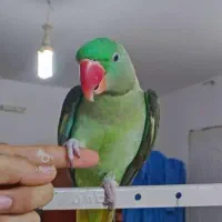 دنیای شاه طوطی سخنگو رام دستی تضمینی تعداد وتک