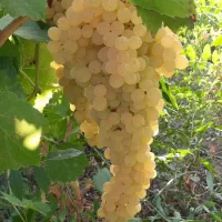 خریدار انگور زرد طلایی وخوشرنگ