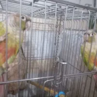 دوتا طوطی گرینچیک ماده با دو قفس|پرنده|یزد, |دیوار