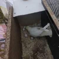 جفت عروس هلندی|پرنده|سهند, |دیوار