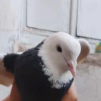کبوتر‌طوقی‌‌ماده